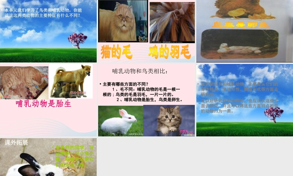 三年级科学上册 第四单元 家养小动物 第22课《兔与猫》课件（4） 鄂教版-鄂教版小学三年级上册自然科学课件