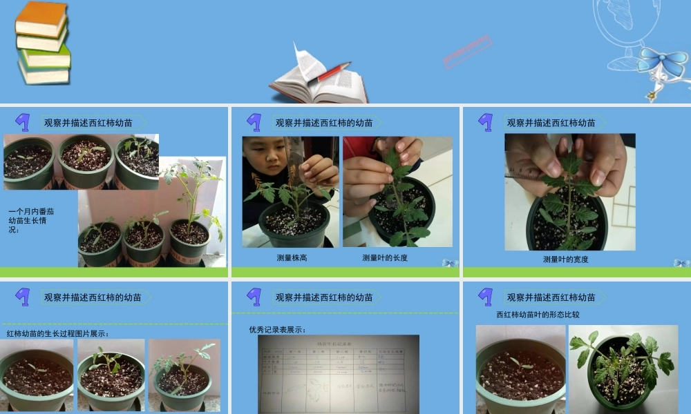三年级科学下册 第一单元 植物的一生 2 幼苗长大了课件 苏教版-苏教版小学三年级下册自然科学课件