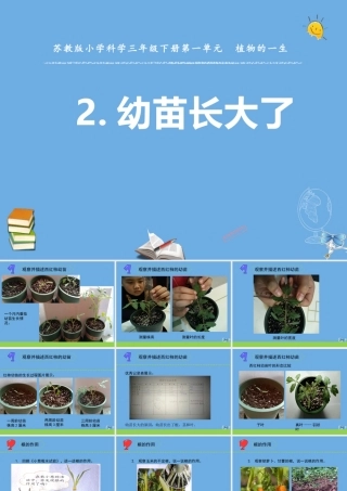 三年级科学下册 第一单元 植物的一生 2 幼苗长大了课件 苏教版-苏教版小学三年级下册自然科学课件