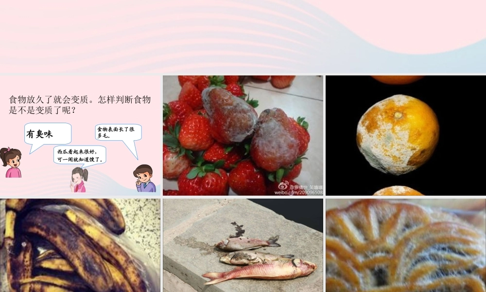 三年级科学上册 第一单元 生活中的食物 第7课《食物的变质》课件（2） 鄂教版-鄂教版小学三年级上册自然科学课件