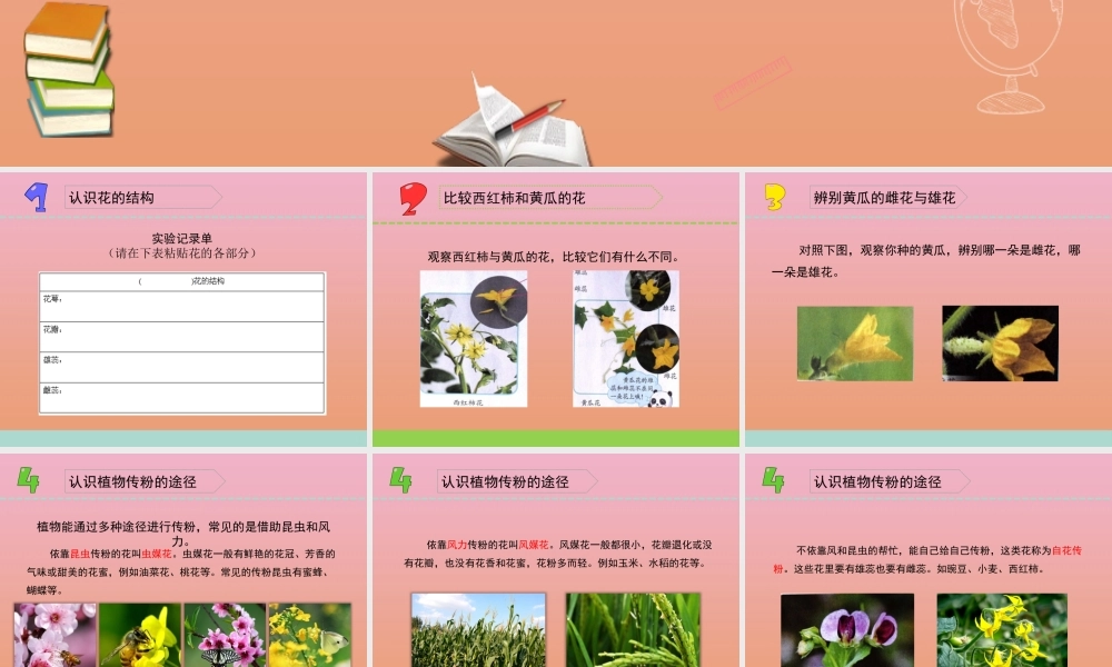 三年级科学下册 第一单元 植物的一生 3 植物开花了课件1 苏教版-苏教版小学三年级下册自然科学课件