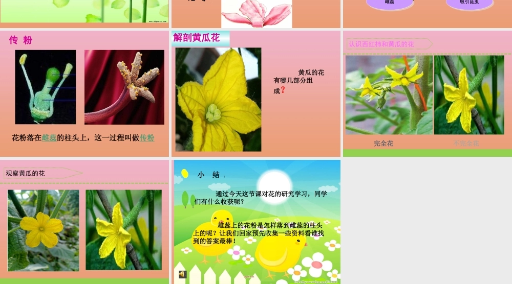 三年级科学下册 第一单元 植物的一生 3 植物开花了课件2 苏教版-苏教版小学三年级下册自然科学课件