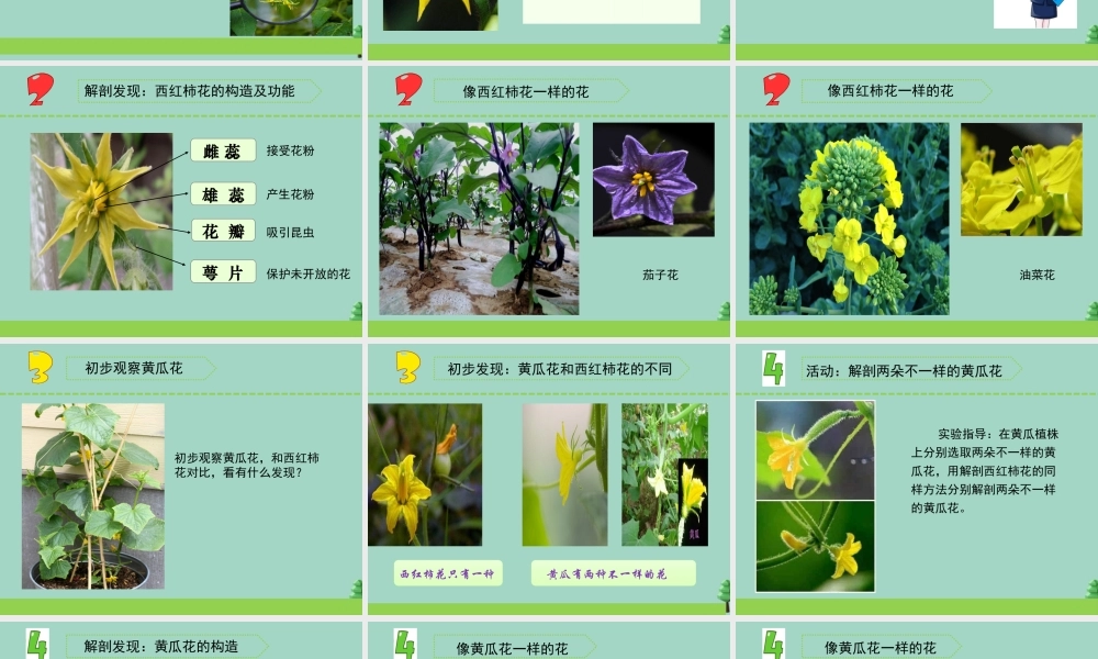 三年级科学下册 第一单元 植物的一生 3 植物开花了课件3 苏教版-苏教版小学三年级下册自然科学课件