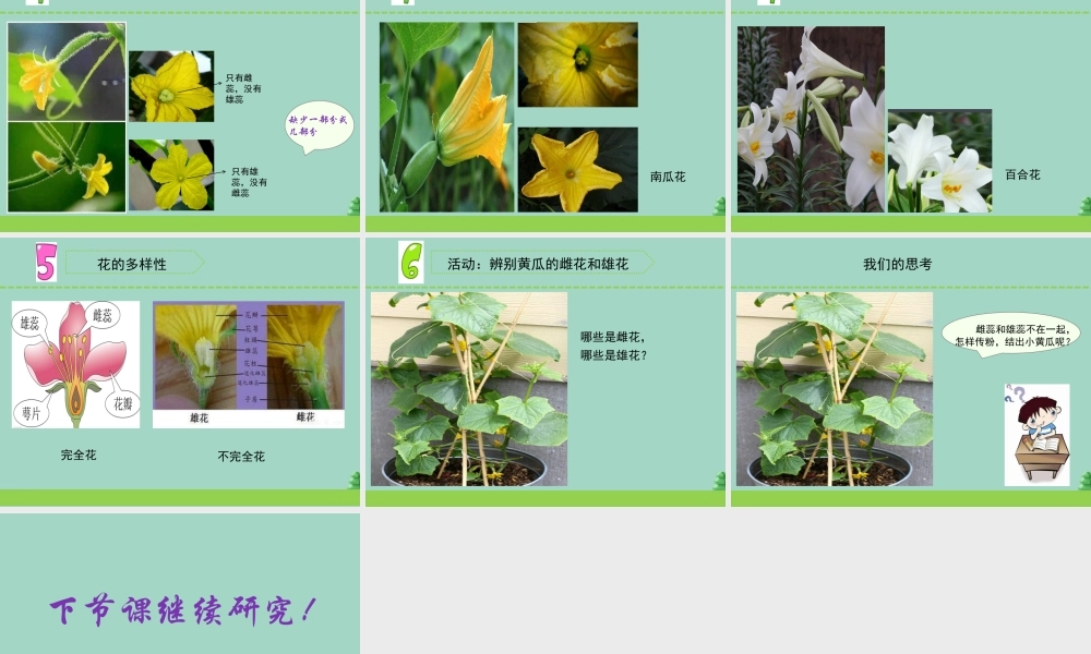 三年级科学下册 第一单元 植物的一生 3 植物开花了课件3 苏教版-苏教版小学三年级下册自然科学课件