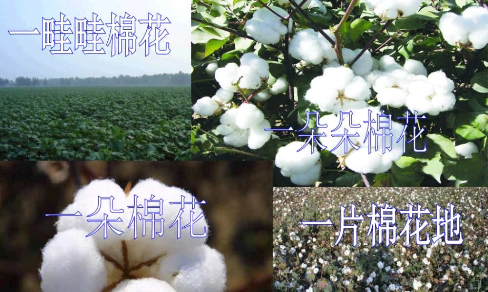 一年级语文下册 课文6 19《棉花姑娘》课件 新人教版-新人教版小学一年级下册语文课件