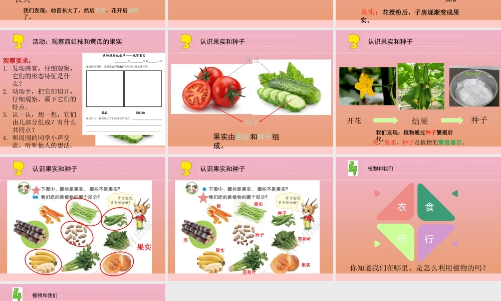 三年级科学下册 第一单元 植物的一生 4 植物结果了课件1 苏教版-苏教版小学三年级下册自然科学课件