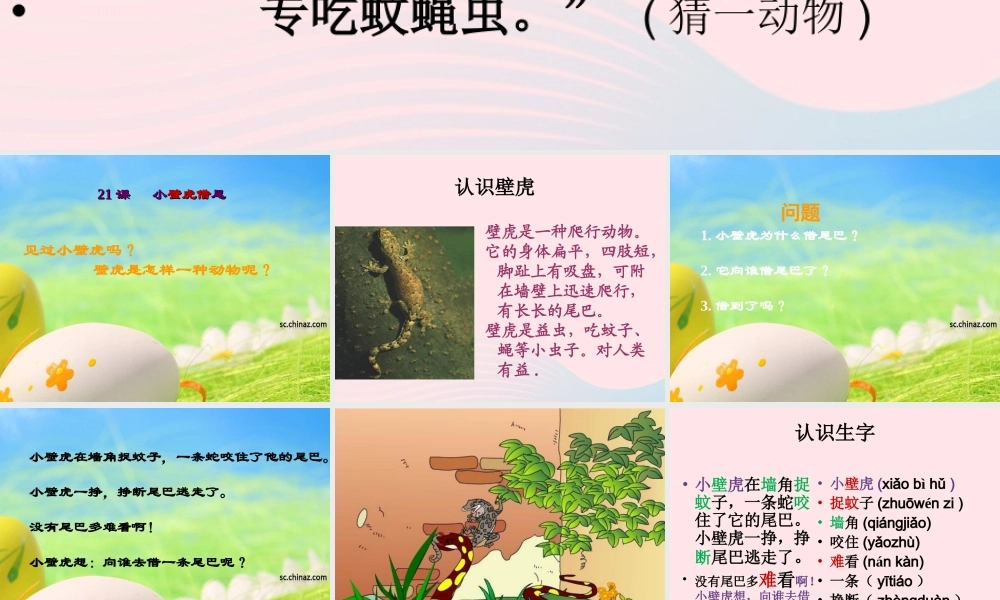 一年级语文下册 课文6 21《小壁虎借尾巴》课件 新人教版-新人教版小学一年级下册语文课件