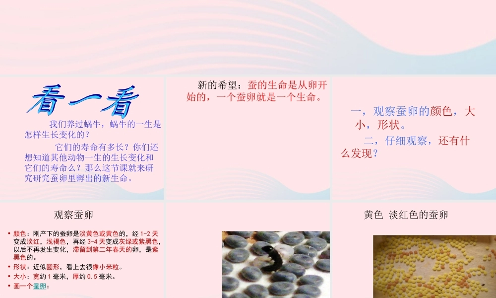 三年级科学下册 动物的生命周期 1 蚕卵里孵出的新生命课件 教科版-教科版小学三年级下册自然科学课件