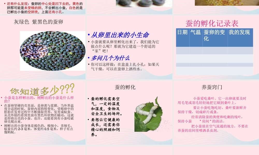 三年级科学下册 动物的生命周期 1 蚕卵里孵出的新生命课件 教科版-教科版小学三年级下册自然科学课件