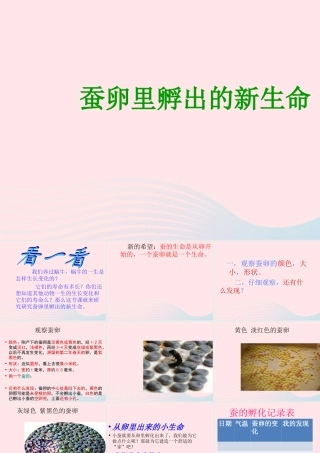 三年级科学下册 动物的生命周期 1 蚕卵里孵出的新生命课件 教科版-教科版小学三年级下册自然科学课件