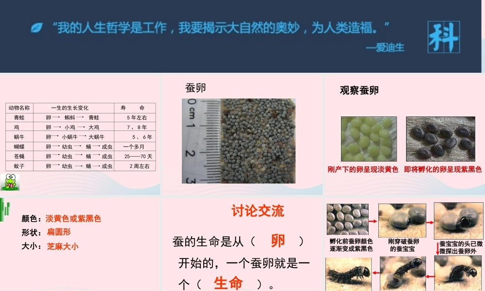三年级科学下册 动物的生命周期 1 蚕卵里孵出的新生命课件1 教科版-教科版小学三年级下册自然科学课件