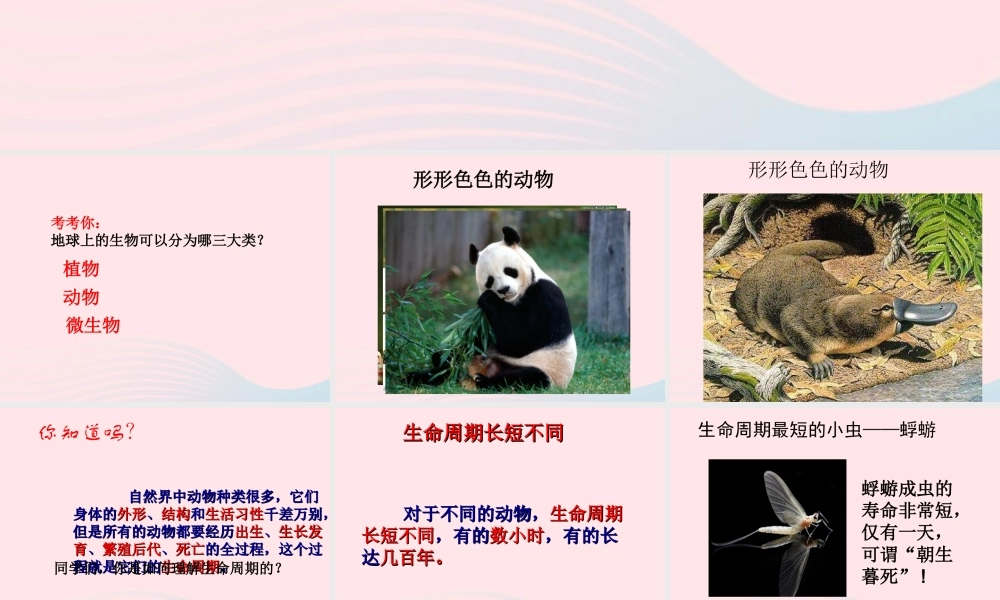 三年级科学下册 动物的生命周期 1 蚕卵里孵出的新生命课件2 教科版-教科版小学三年级下册自然科学课件