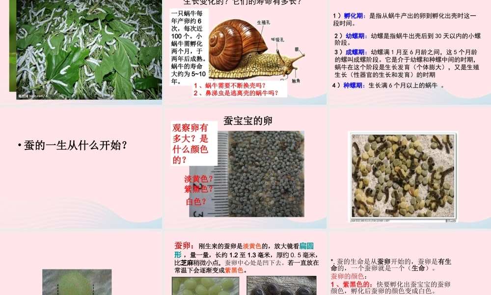 三年级科学下册 动物的生命周期 1 蚕卵里孵出的新生命课件2 教科版-教科版小学三年级下册自然科学课件