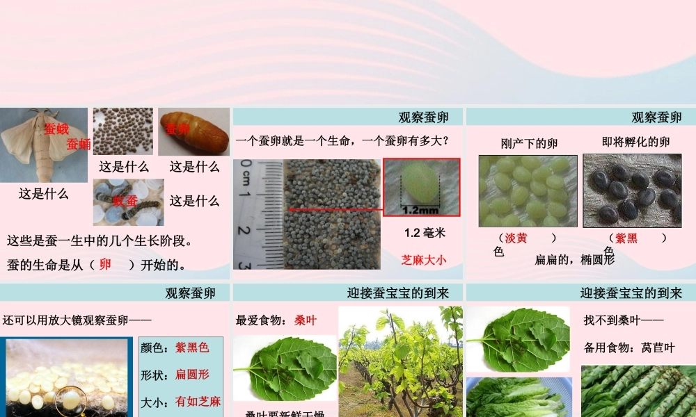 三年级科学下册 动物的生命周期 1 蚕卵里孵出的新生命课件3 教科版-教科版小学三年级下册自然科学课件