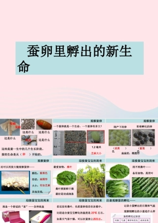 三年级科学下册 动物的生命周期 1 蚕卵里孵出的新生命课件3 教科版-教科版小学三年级下册自然科学课件