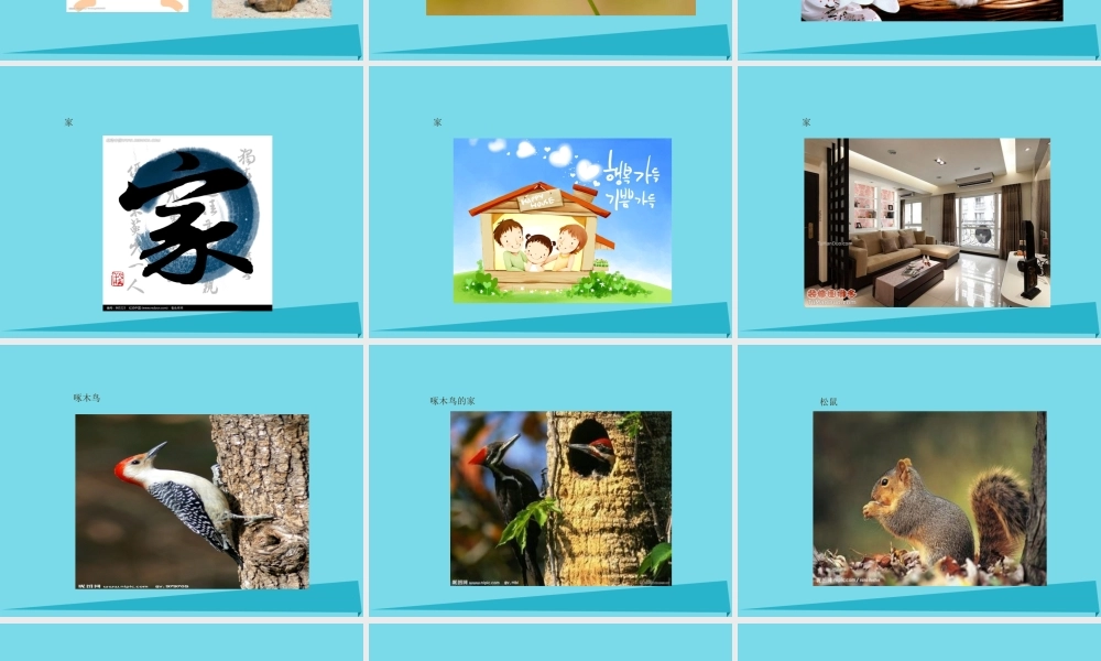 三年级科学上册 动物的家课件2 新人教版-新人教版小学三年级上册自然科学课件