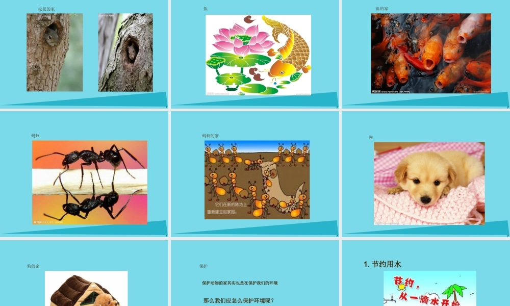三年级科学上册 动物的家课件2 新人教版-新人教版小学三年级上册自然科学课件