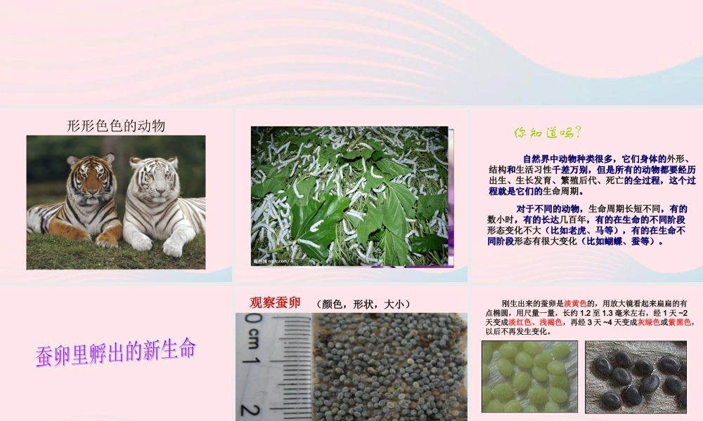 三年级科学下册 动物的生命周期 1 蚕卵里孵出的新生命课件4 教科版-教科版小学三年级下册自然科学课件