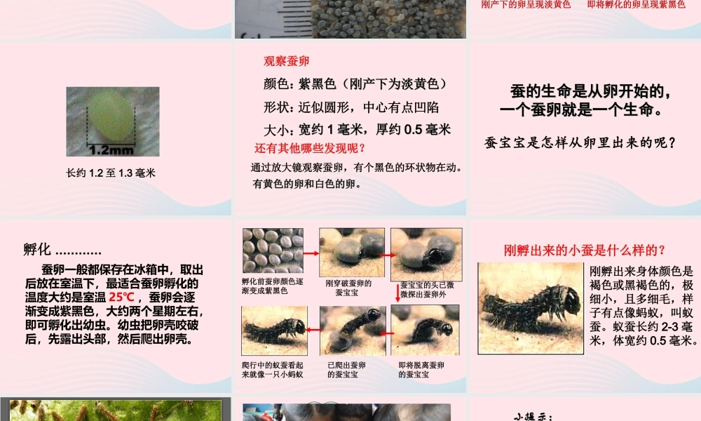 三年级科学下册 动物的生命周期 1 蚕卵里孵出的新生命课件4 教科版-教科版小学三年级下册自然科学课件