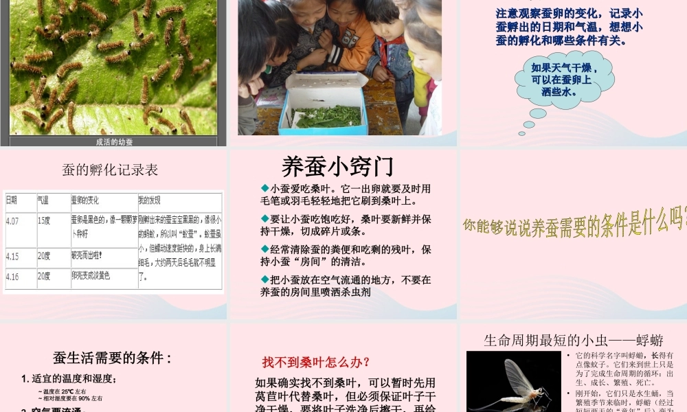 三年级科学下册 动物的生命周期 1 蚕卵里孵出的新生命课件4 教科版-教科版小学三年级下册自然科学课件