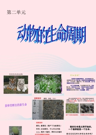 三年级科学下册 动物的生命周期 1 蚕卵里孵出的新生命课件4 教科版-教科版小学三年级下册自然科学课件