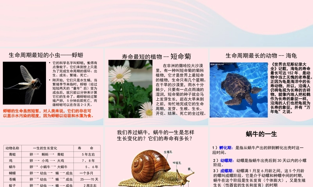 三年级科学下册 动物的生命周期 1 蚕卵里孵出的新生命课件5 教科版-教科版小学三年级下册自然科学课件