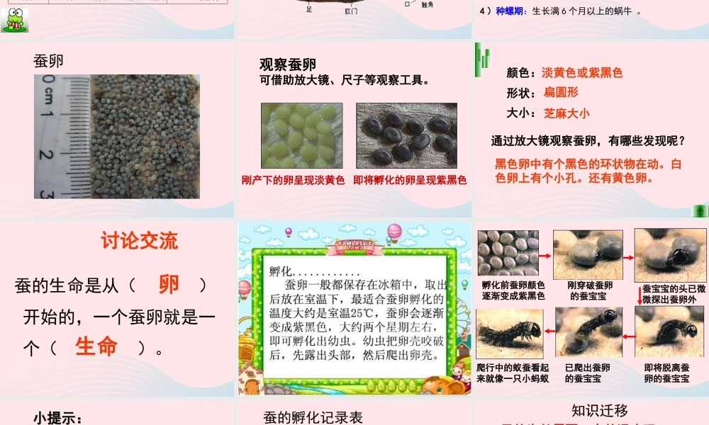 三年级科学下册 动物的生命周期 1 蚕卵里孵出的新生命课件5 教科版-教科版小学三年级下册自然科学课件