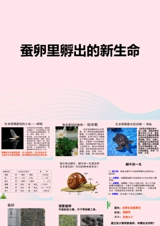 三年级科学下册 动物的生命周期 1 蚕卵里孵出的新生命课件5 教科版-教科版小学三年级下册自然科学课件