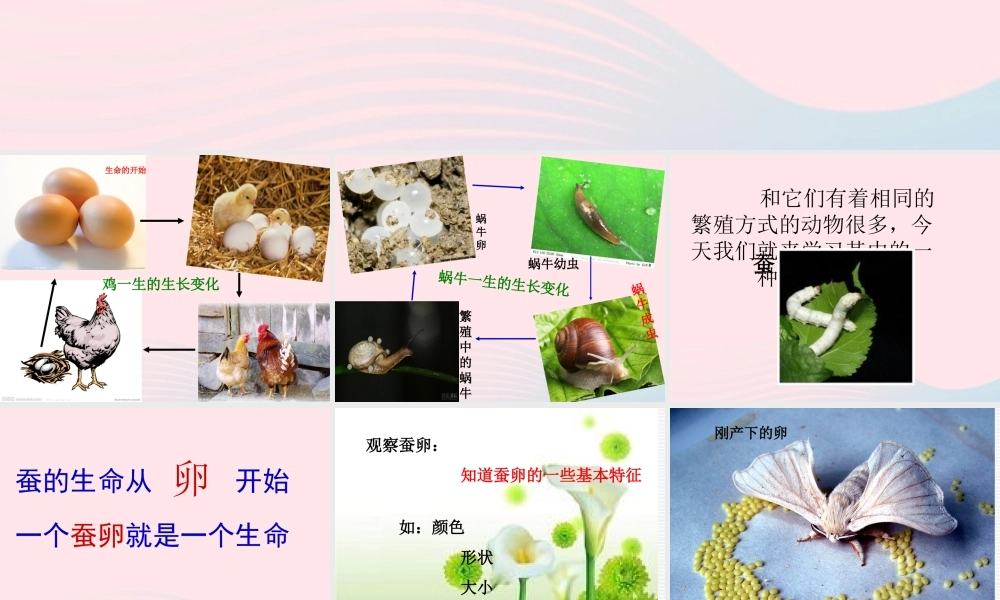 三年级科学下册 动物的生命周期 1《蚕卵里孵出的新生命》课件1 教科版-教科版小学三年级下册自然科学课件