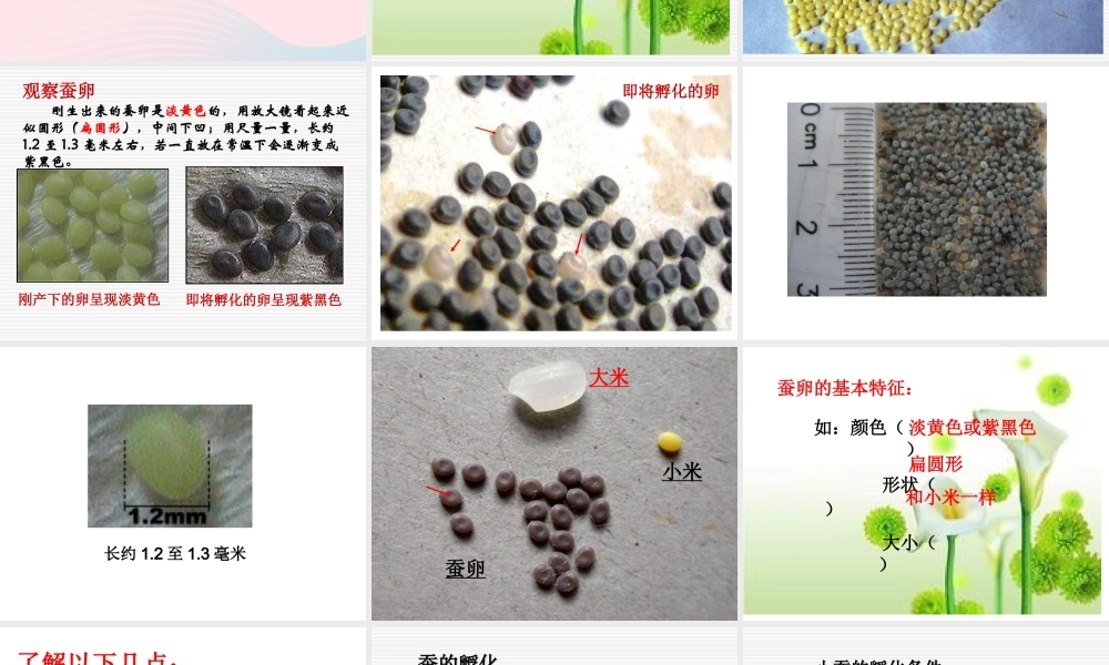 三年级科学下册 动物的生命周期 1《蚕卵里孵出的新生命》课件1 教科版-教科版小学三年级下册自然科学课件