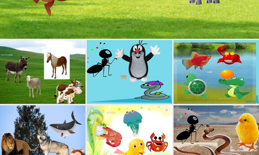 三年级科学上册 动物的家课件5 新人教版-新人教版小学三年级上册自然科学课件