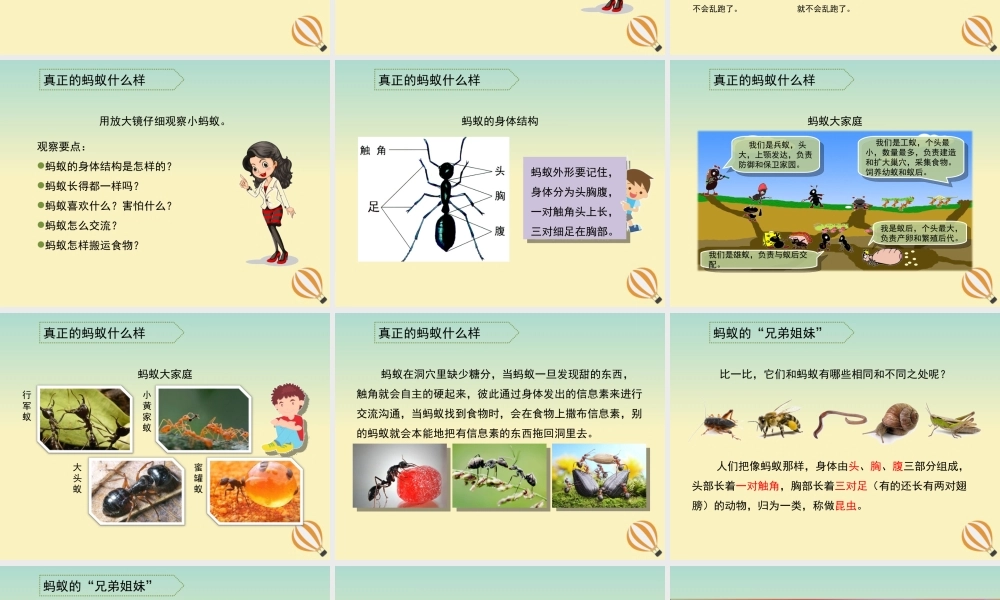 三年级科学上册 第四单元 有趣的动物 1 《寻访蚂蚁》教学课件 大象版-大象版小学三年级上册自然科学课件