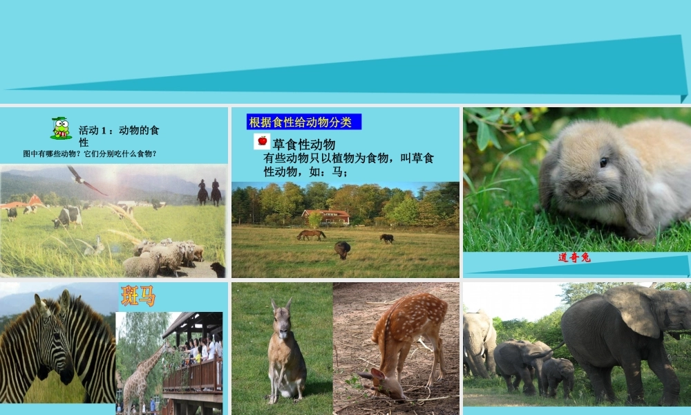 三年级科学上册 动物的食物课件1 新人教版-新人教版小学三年级上册自然科学课件