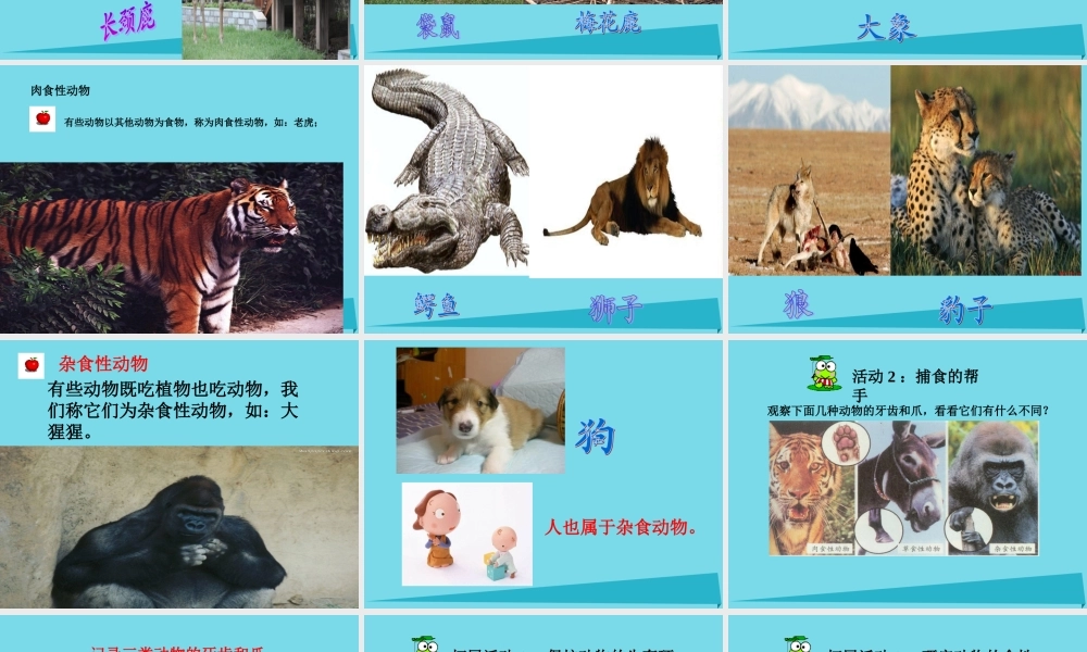 三年级科学上册 动物的食物课件1 新人教版-新人教版小学三年级上册自然科学课件