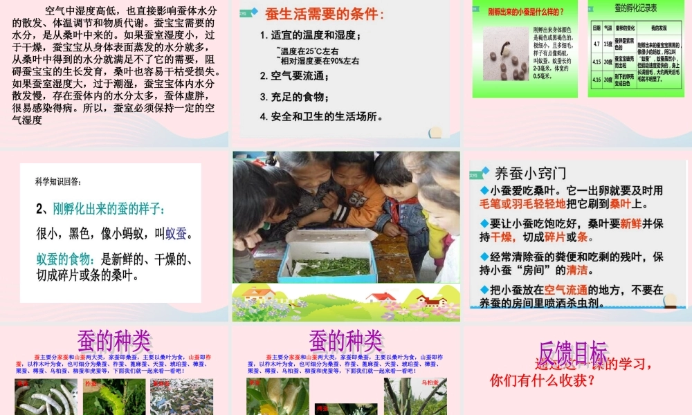 三年级科学下册 动物的生命周期 1《蚕卵里孵出的新生命》课件2 教科版-教科版小学三年级下册自然科学课件