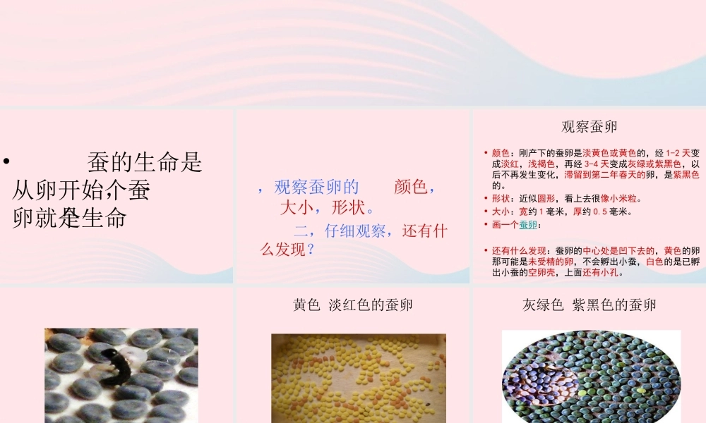 三年级科学下册 动物的生命周期 1《蚕卵里孵出的新生命》课件3 教科版-教科版小学三年级下册自然科学课件