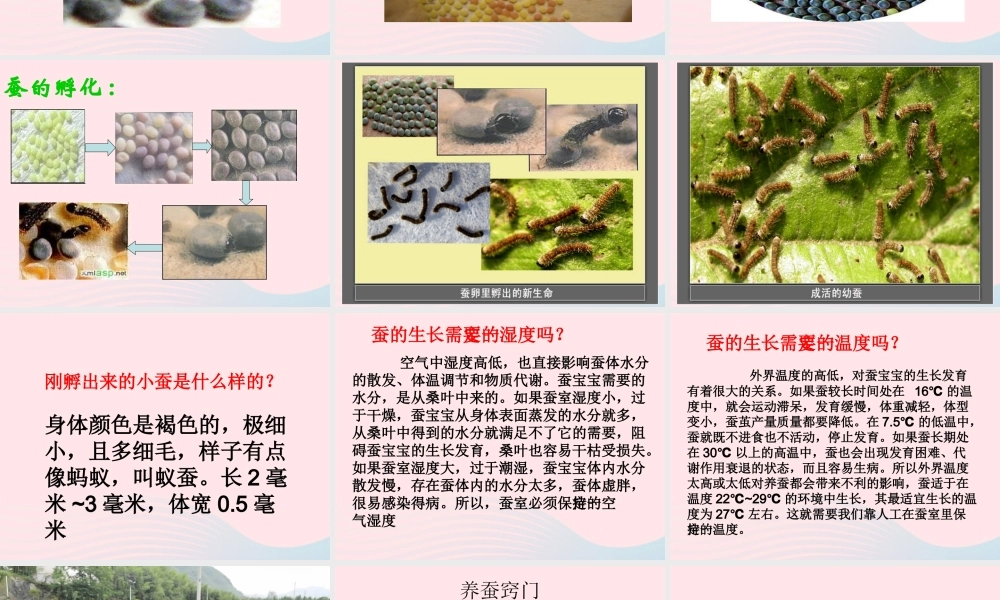 三年级科学下册 动物的生命周期 1《蚕卵里孵出的新生命》课件3 教科版-教科版小学三年级下册自然科学课件