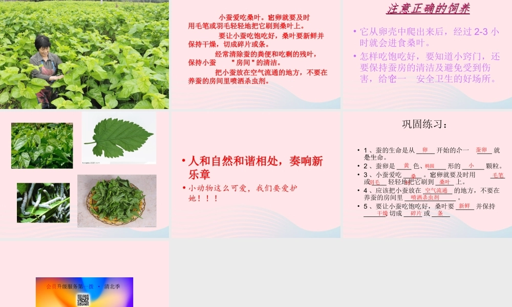 三年级科学下册 动物的生命周期 1《蚕卵里孵出的新生命》课件3 教科版-教科版小学三年级下册自然科学课件