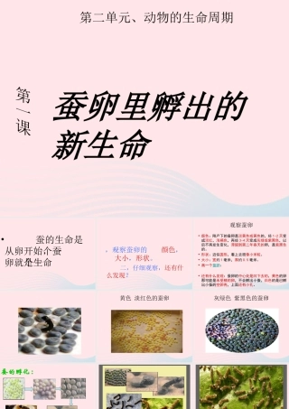 三年级科学下册 动物的生命周期 1《蚕卵里孵出的新生命》课件3 教科版-教科版小学三年级下册自然科学课件