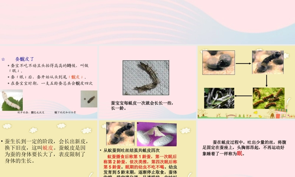 三年级科学下册 动物的生命周期 2 蚕的生长变化课件 教科版-教科版小学三年级下册自然科学课件