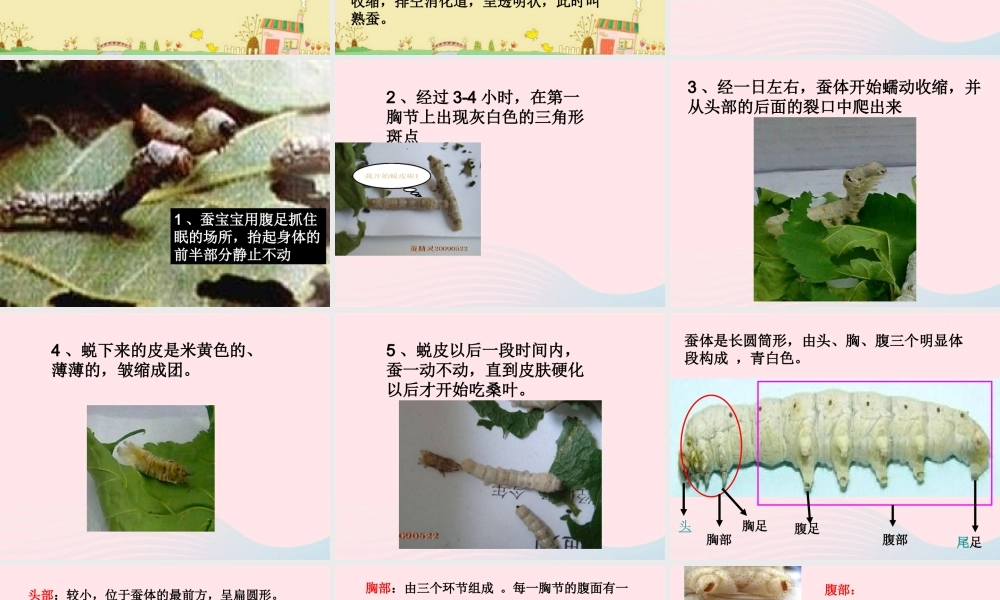 三年级科学下册 动物的生命周期 2 蚕的生长变化课件 教科版-教科版小学三年级下册自然科学课件