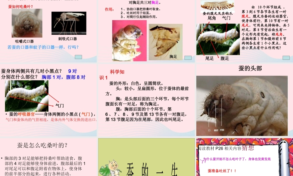 三年级科学下册 动物的生命周期 2 蚕的生长变化课件 教科版-教科版小学三年级下册自然科学课件