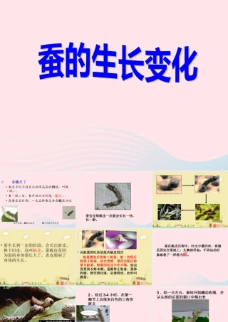 三年级科学下册 动物的生命周期 2 蚕的生长变化课件 教科版-教科版小学三年级下册自然科学课件