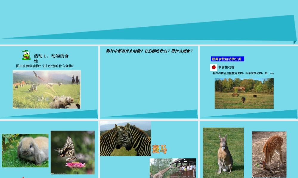 三年级科学上册 动物的食物课件3 新人教版-新人教版小学三年级上册自然科学课件
