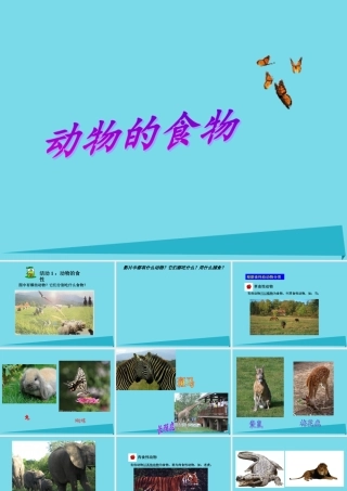 三年级科学上册 动物的食物课件3 新人教版-新人教版小学三年级上册自然科学课件