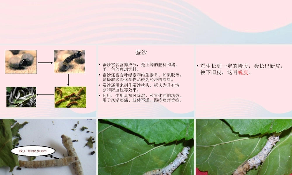 三年级科学下册 动物的生命周期 2 蚕的生长变化课件1 教科版-教科版小学三年级下册自然科学课件