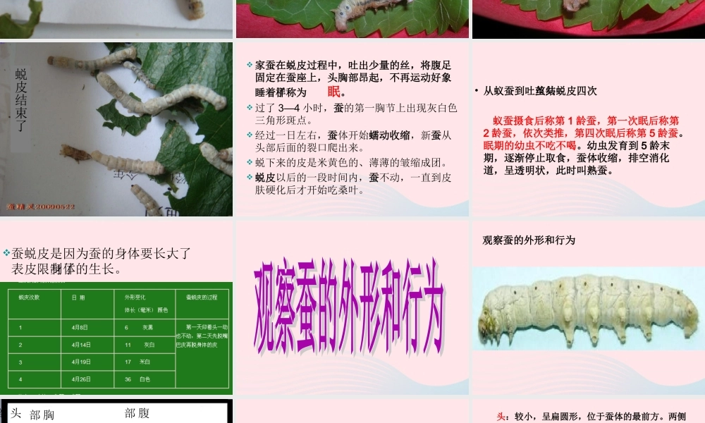三年级科学下册 动物的生命周期 2 蚕的生长变化课件1 教科版-教科版小学三年级下册自然科学课件
