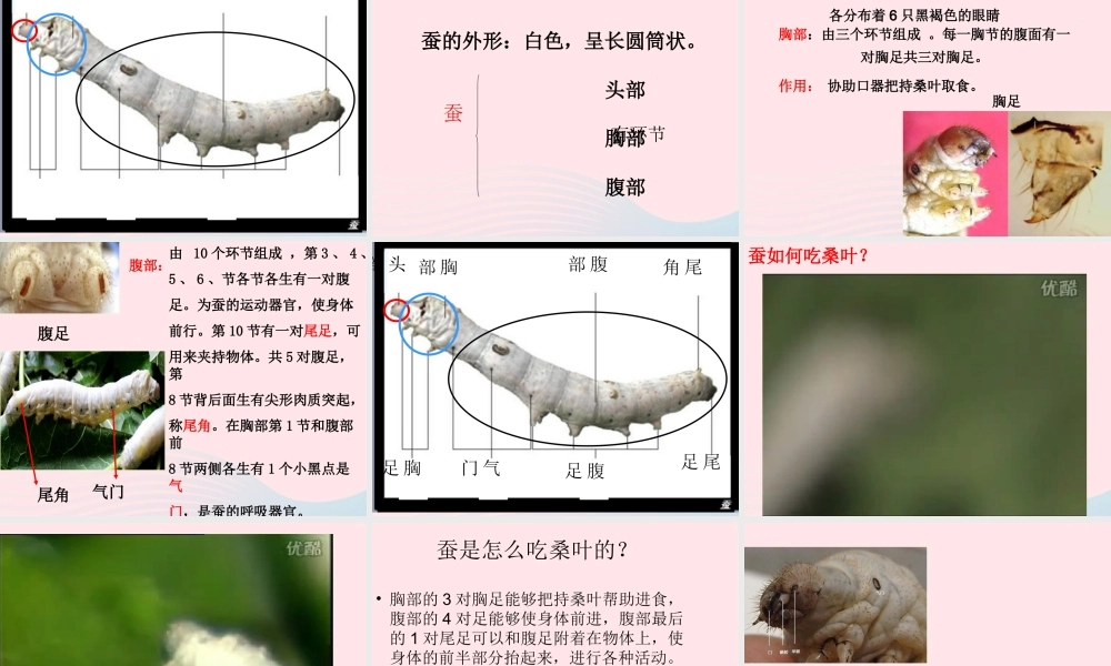 三年级科学下册 动物的生命周期 2 蚕的生长变化课件1 教科版-教科版小学三年级下册自然科学课件