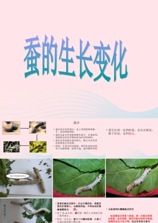三年级科学下册 动物的生命周期 2 蚕的生长变化课件1 教科版-教科版小学三年级下册自然科学课件
