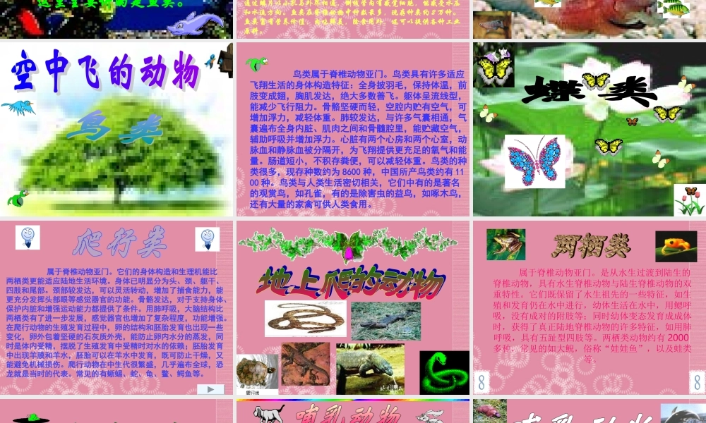 三年级科学上册 动物世界课件 首师大版